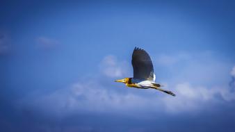 Bird Blue Sky Outdoors