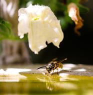Animal World Insect Wasp