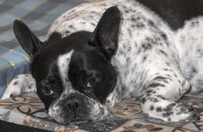 French Bulldog Dog Pet
