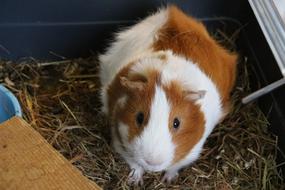 Cavy Animal Domestic