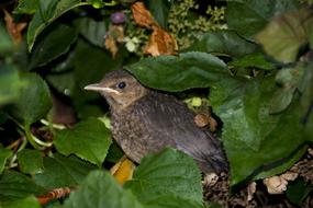 Throttle Young Animal Bird