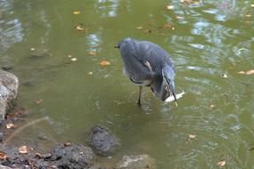 Heron Fish Grey