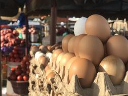 Protein healthy eggs