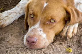 Dog Animal Beautiful