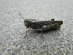 Grasshopper Hopper Sidewalk