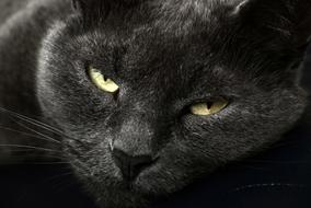 British Gray Cat