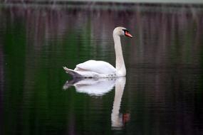 Swan Bird Animal