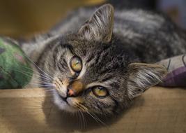 Cat Lazy Animal