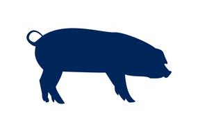 pig animal silhouette nature wild