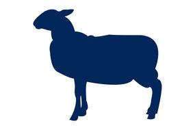 lamb animal silhouette nature wild