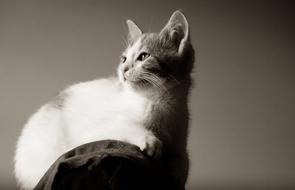 Kitten Cat Pet