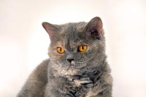 Cat Animal British Shorthair