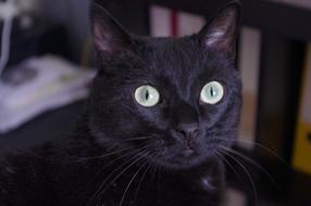 Black Cat Head