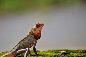 brown chameleon in the wild