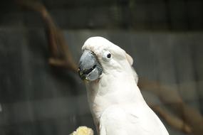 Parrot Bird Nature