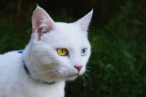 Cat White Heterochromia