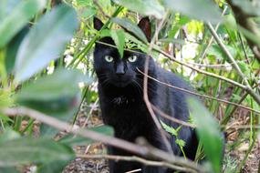 Cat Black Kitty Hangover