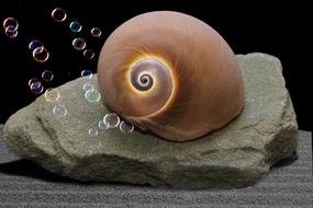 Snail Shell Sand