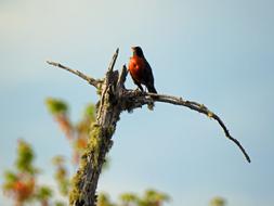 American Robin Bird Orange