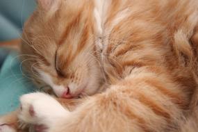 Kitten Cat Baby Young