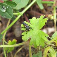 Ladybug Larvae Insect