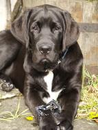 black Dog Pet Portrait