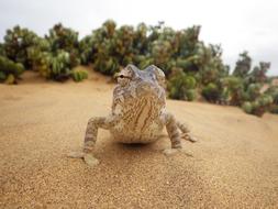 Chameleon Desert Reptile