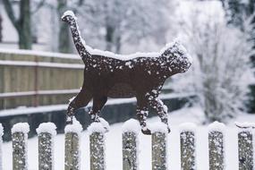 Winter Cat Snow