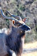 African antelope with long horns