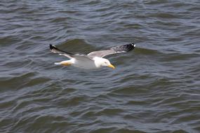 Bird Seagull Water