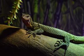 Peach-Throated Monitor Varanus
