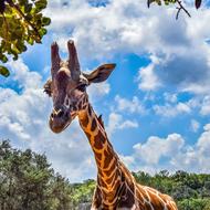 Giraffe Animal Neck