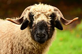 Sheep Valais Blacknose Animal