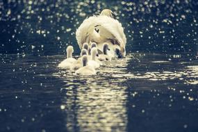 Swan Swans White