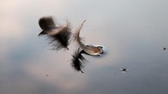 Feather Water Swim