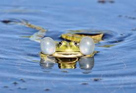 Frog Toad Amphibians