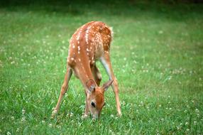 Deer Fawn Cute
