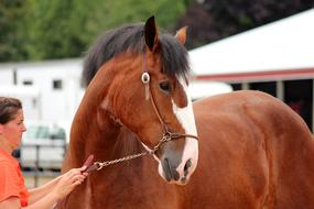 Horse Animal Draft