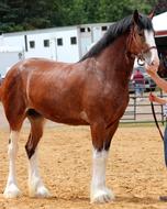 Horse Clydesdale Purebred