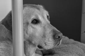 Dog Labrador Pet Black And
