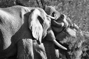 Elephant Mammal South Africa