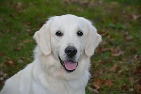 Dog Bitch Golden Retriever White