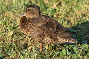 Duck Morning Water Bird