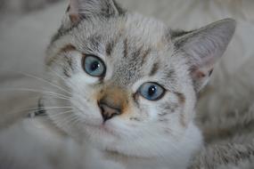 Cat Kitten Eyes Blue