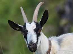 Goat Animal Horns