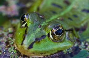 Frog Water Eyes