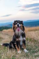 funny dog on the mountain