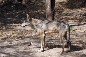 Wolf Wildlife Indian Canis
