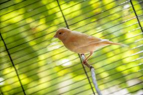 Bird Canary Animal