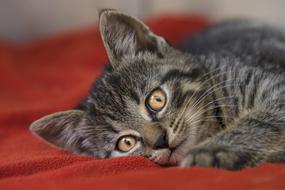 Domestic Cat Mackerel